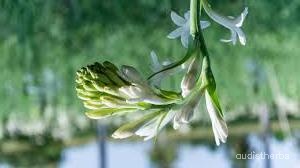 augmented_Polianthes tuberosa flower9_rotated_180.jpeg